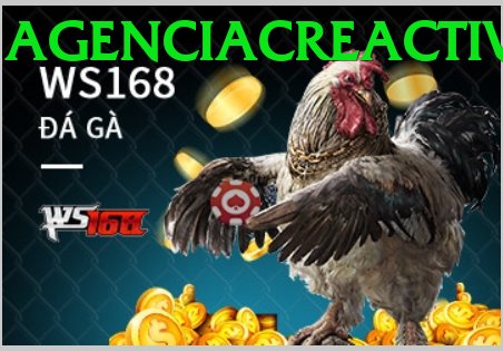 Đá Gà Trực Tiếp - Ưu đãi đặc biệt